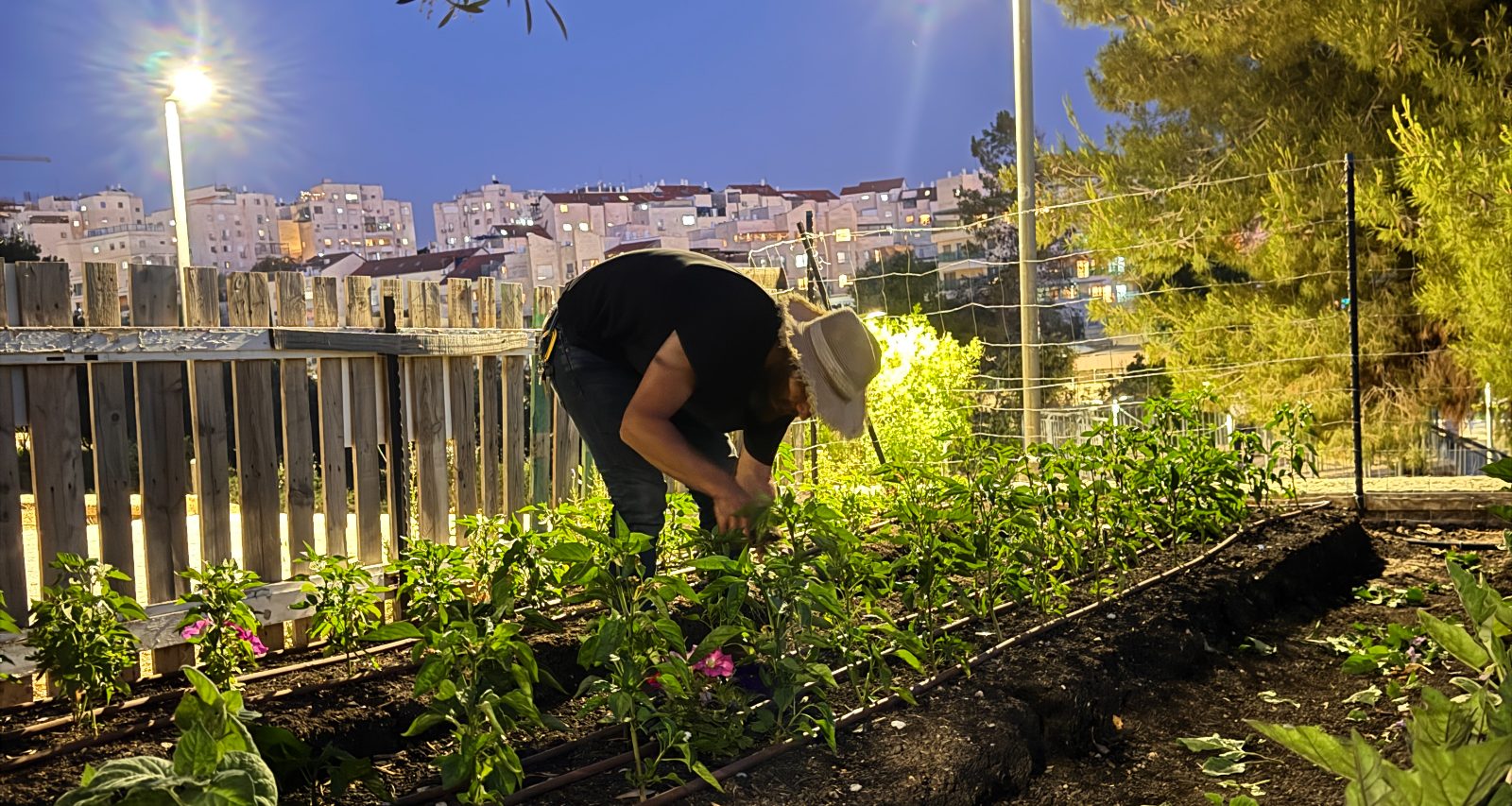 Someone tending the beds at dusk, Bet Shemesh lit behind
