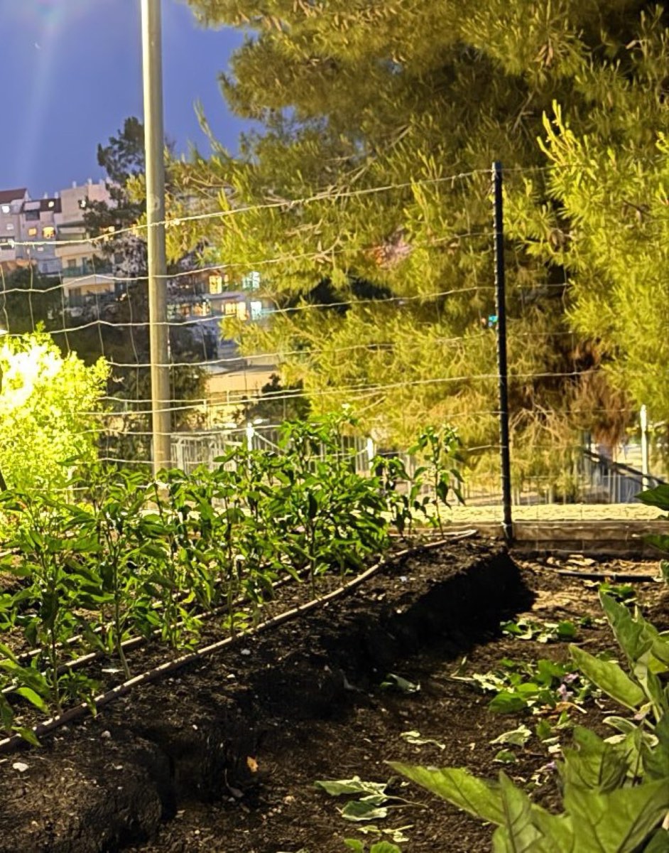 A community garden in Ramat Bet Shemesh at dusk, planted rows and the town beyond